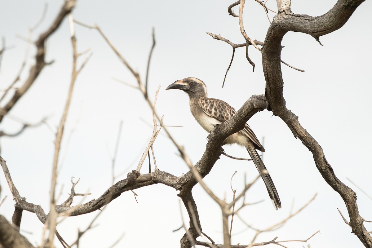 African Gray Hornbill - ML427587251