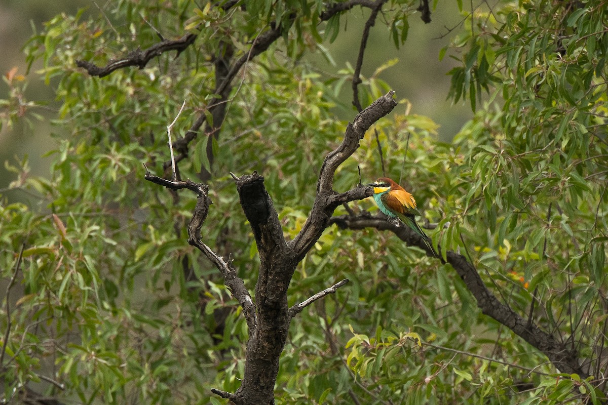 European Bee-eater - ML427587331