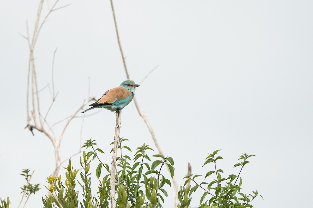 European Roller - ML427587351