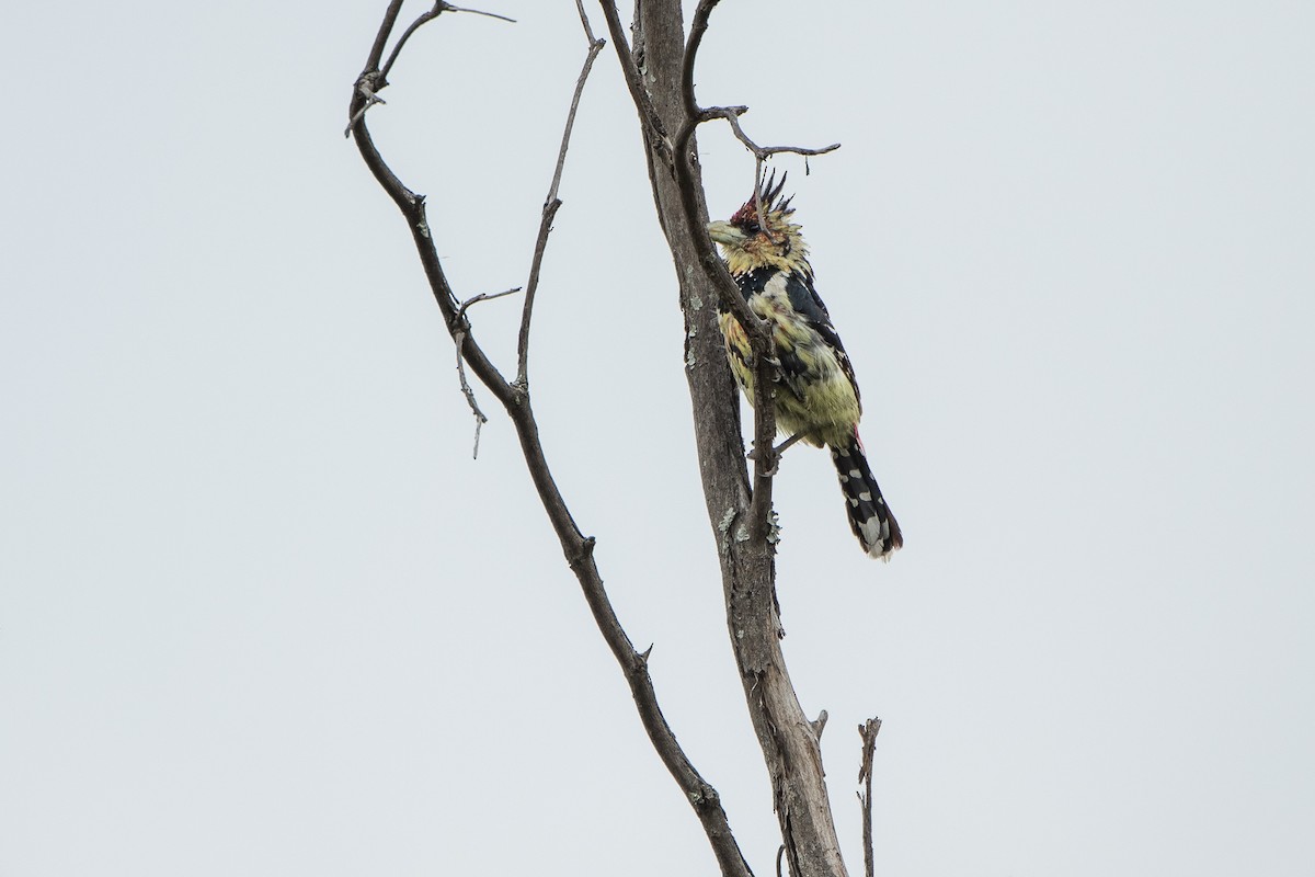 Tepeli Barbet - ML427587461