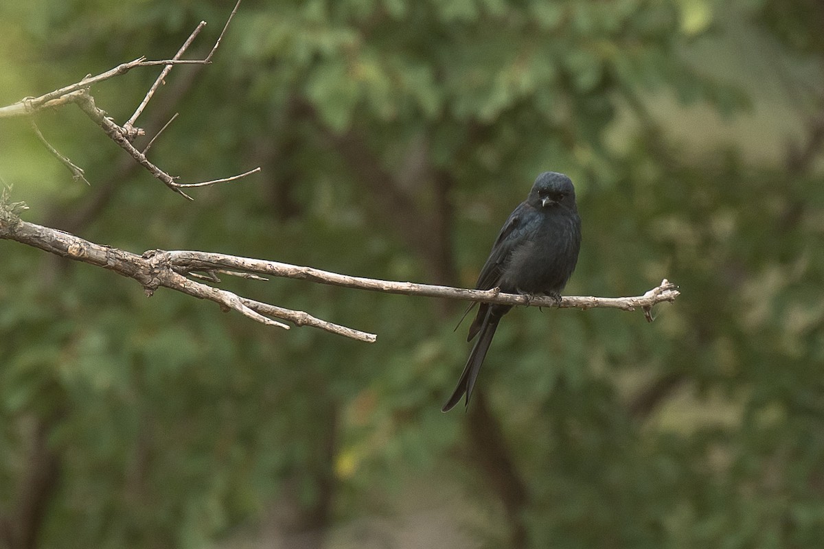 drongo africký - ML427587591