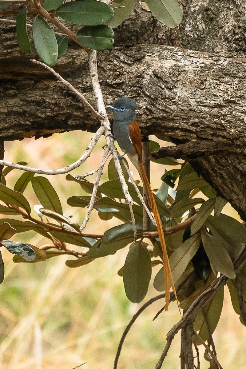 African Paradise-Flycatcher - Sveinung Sigbjørnsen