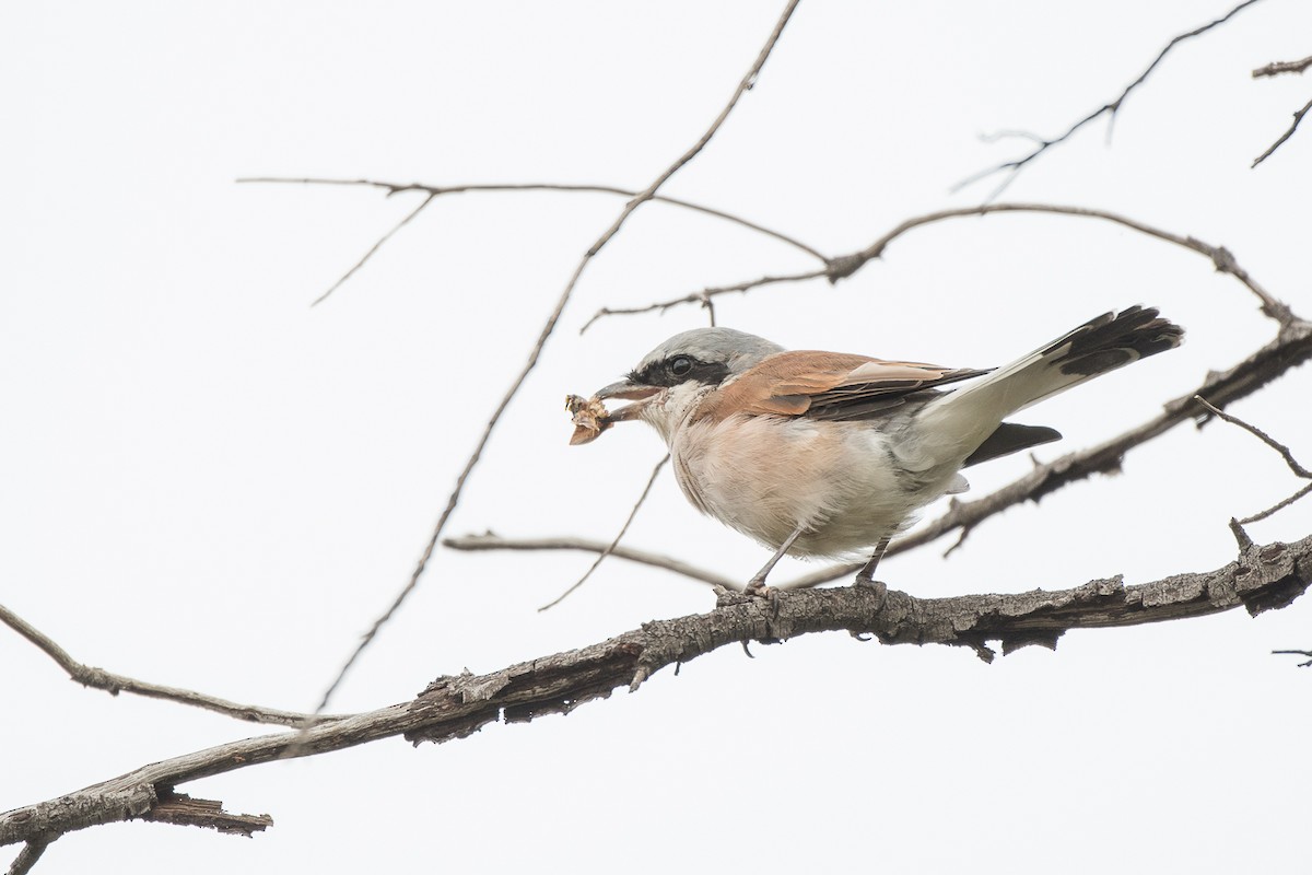 Red-backed Shrike - ML427587671