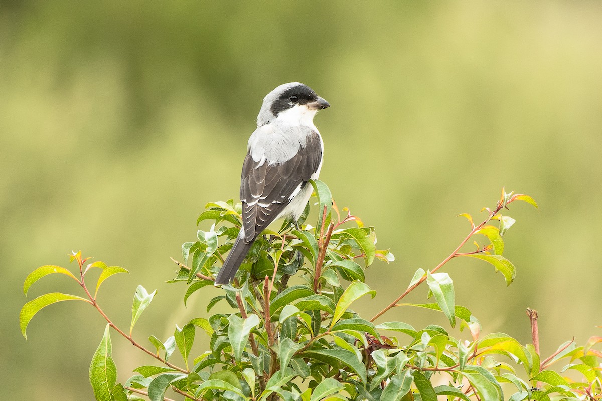 Lesser Gray Shrike - ML427587741