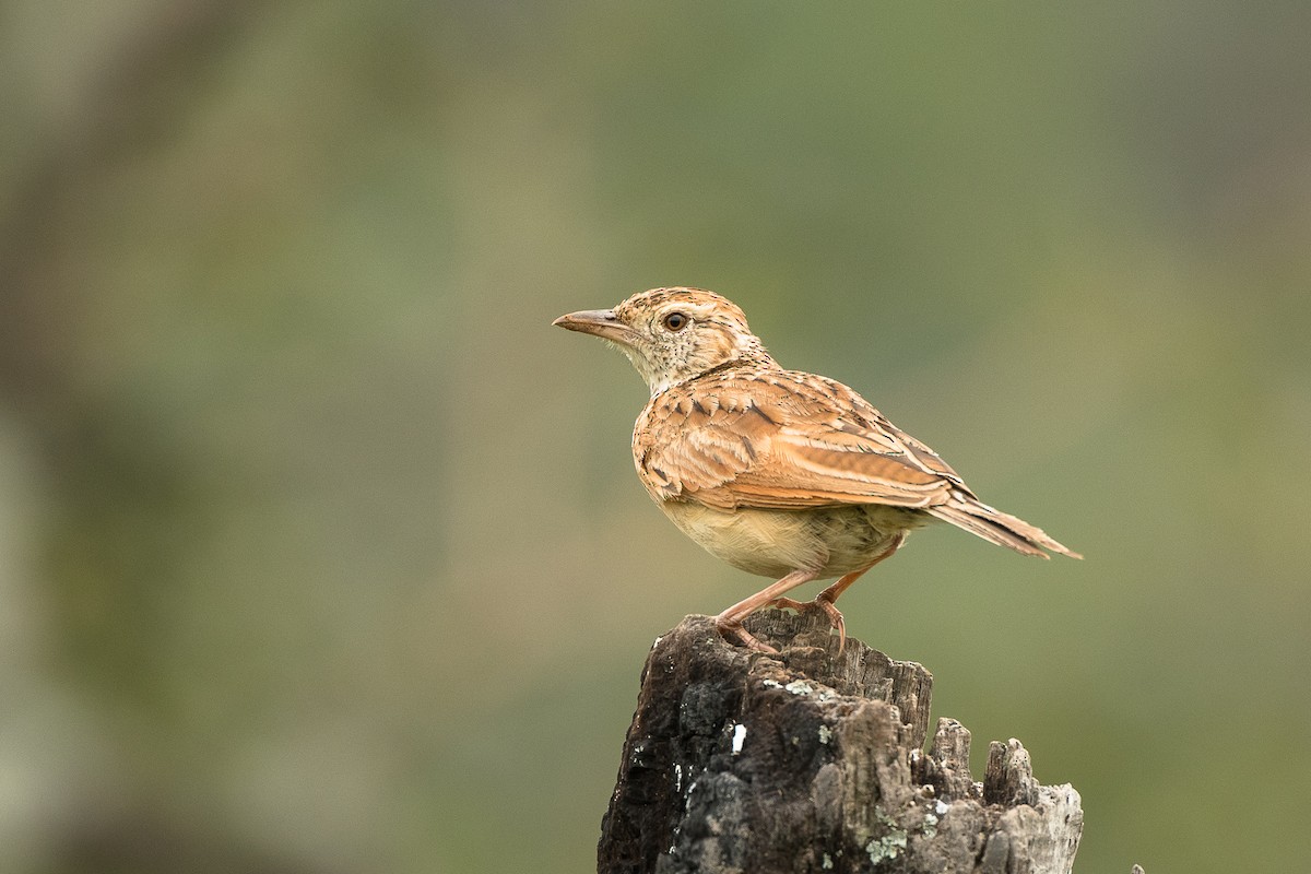 Rufous-naped Lark - ML427587811