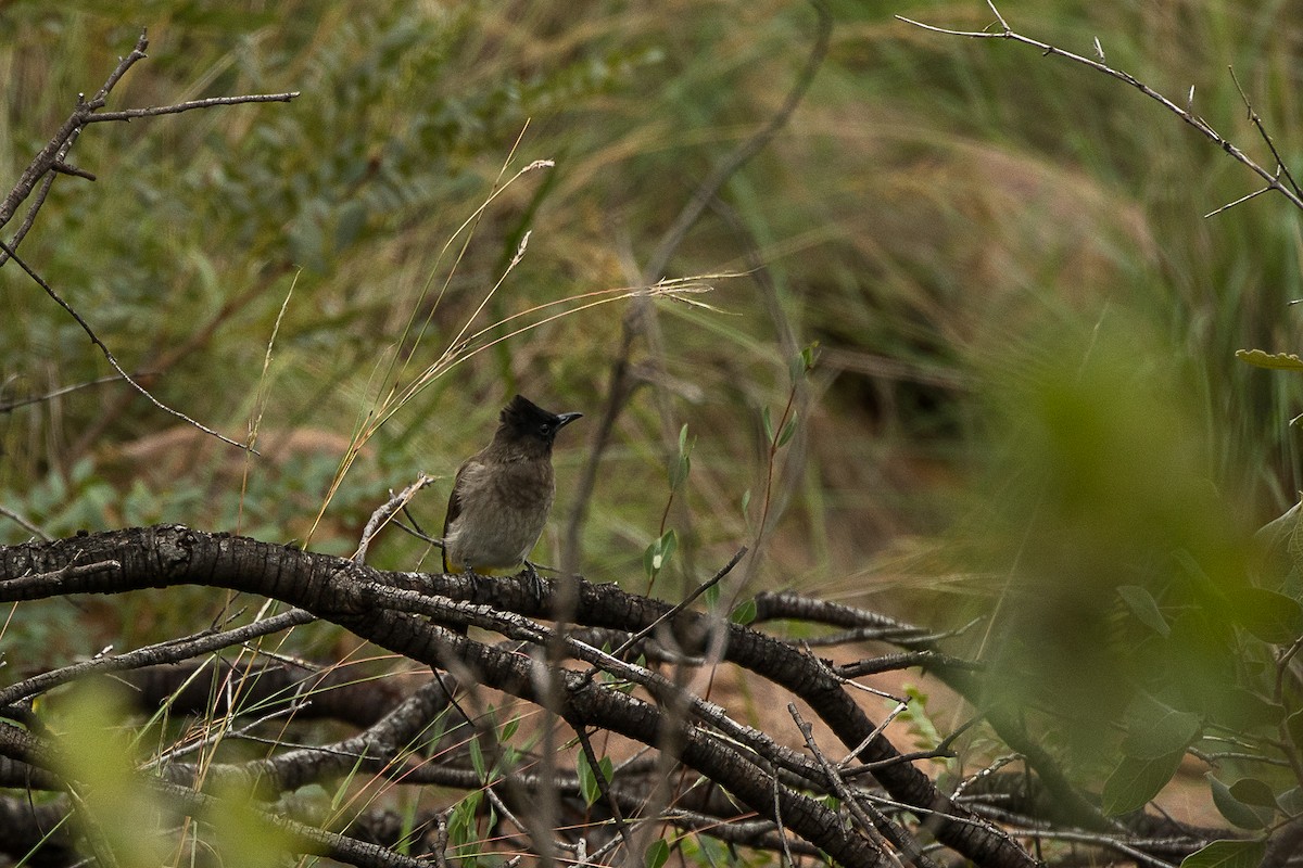 Common Bulbul - ML427587901