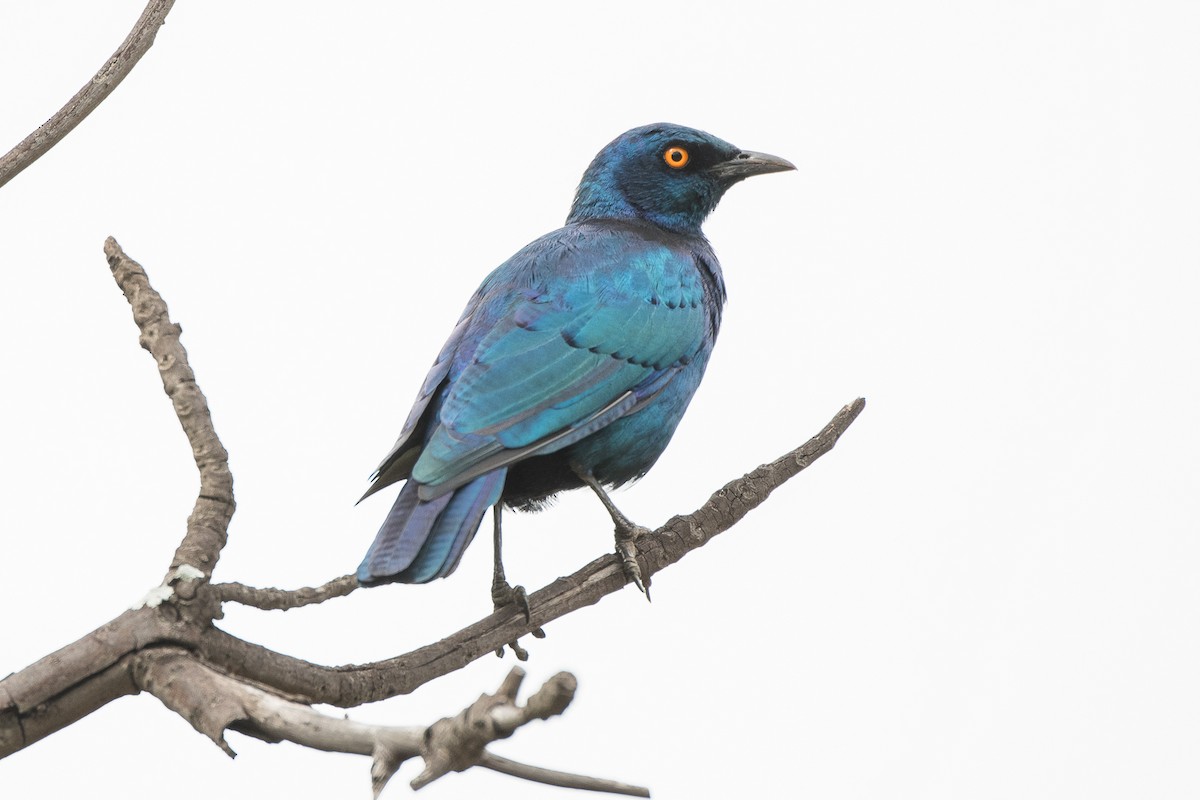 Cape Starling - ML427587921