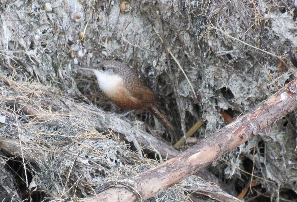 Canyon Wren - ML42758801