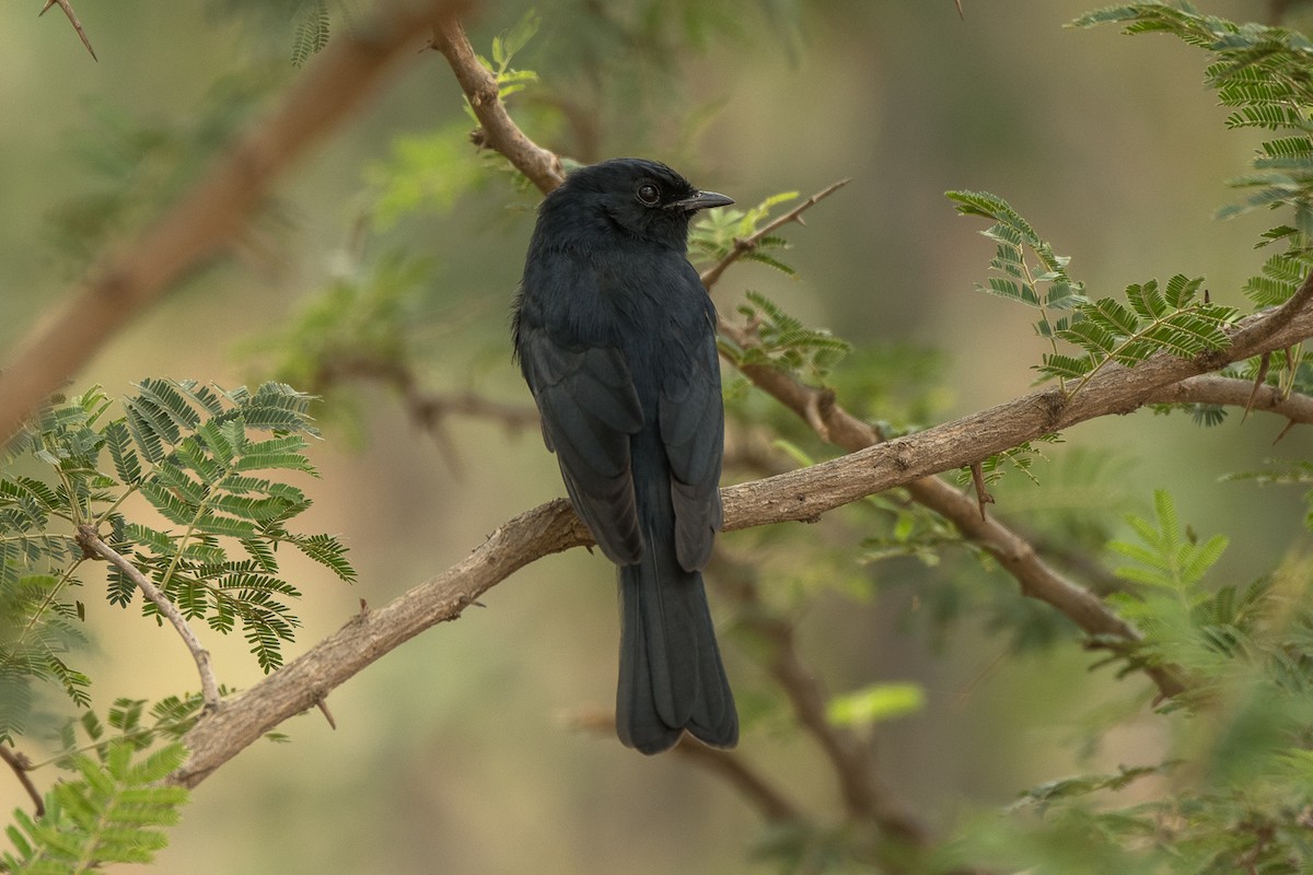 Southern Black-Flycatcher - Sveinung Sigbjørnsen