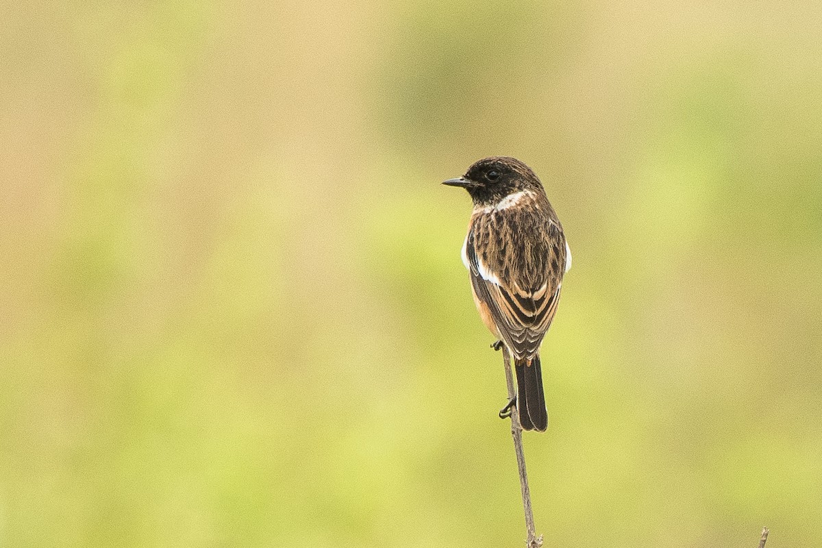 African Stonechat - ML427588041