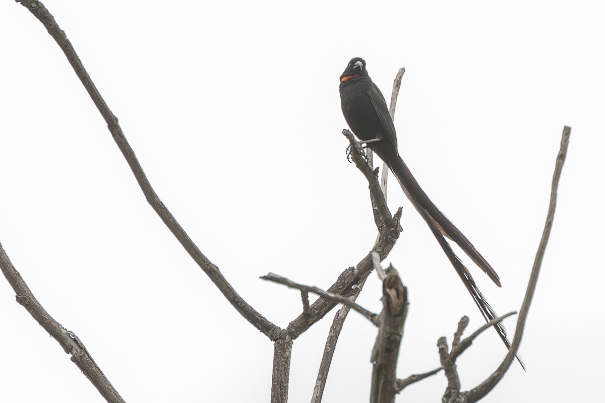Red-collared Widowbird - ML427588121
