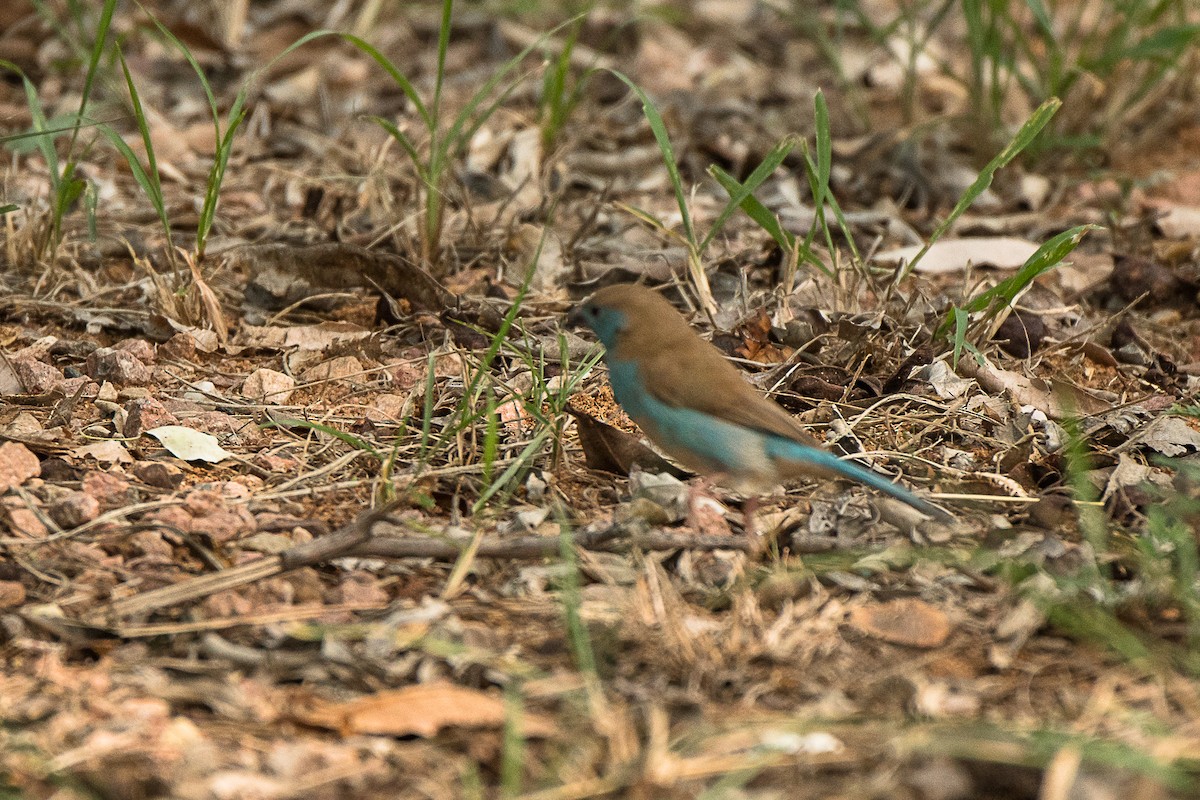 Southern Cordonbleu - ML427588291