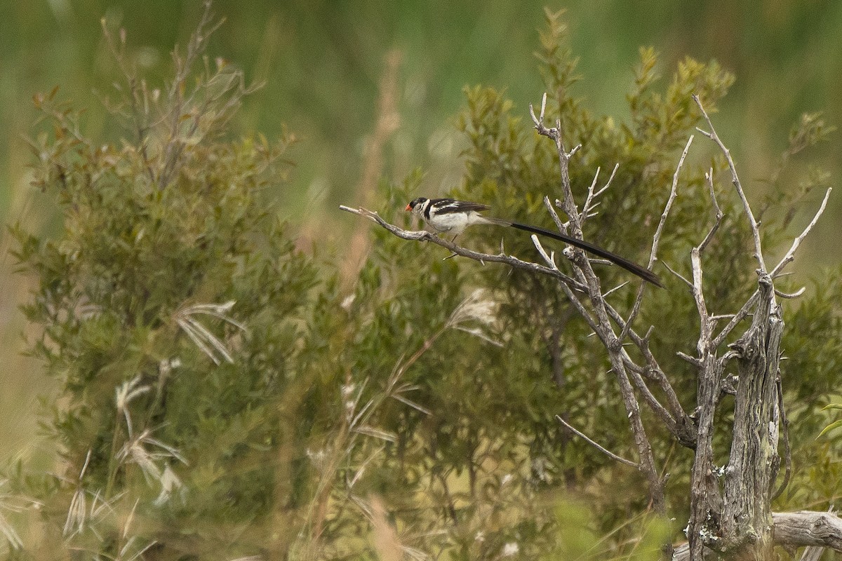 Pin-tailed Whydah - ML427588301