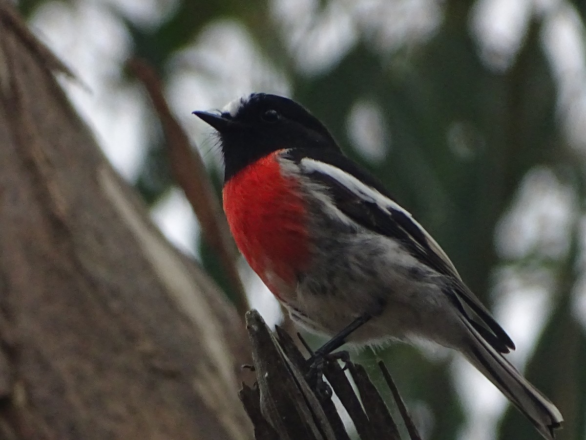 Scarlet Robin - Tom May