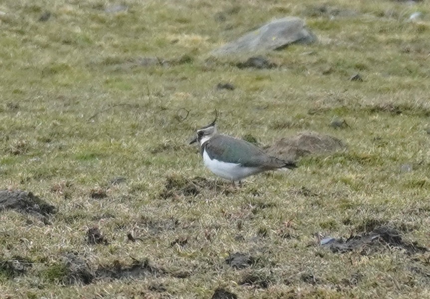 Northern Lapwing - ML427589351