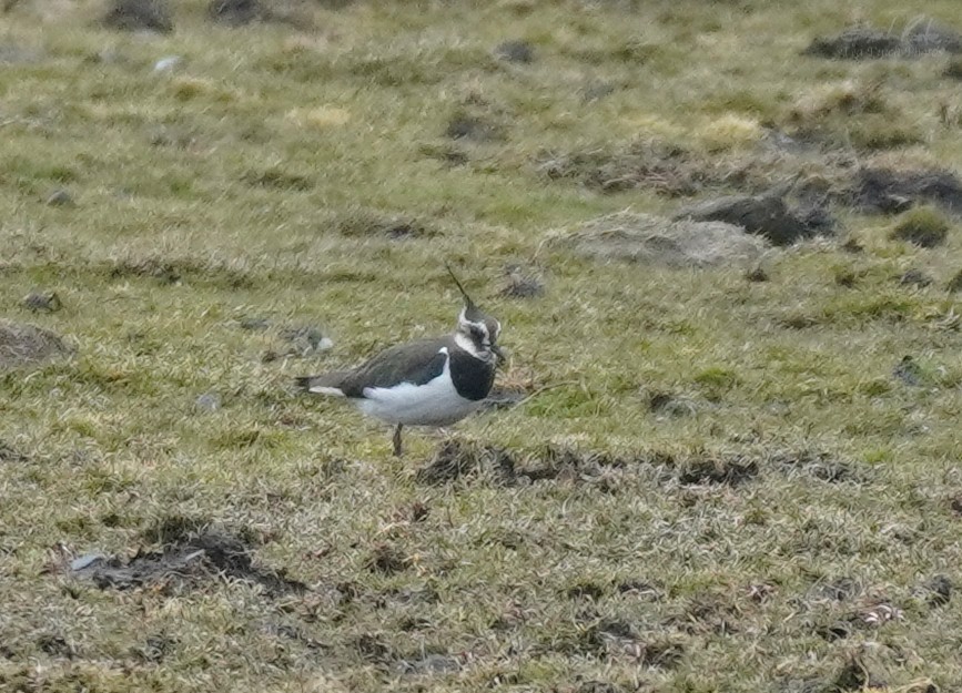 Northern Lapwing - ML427589361