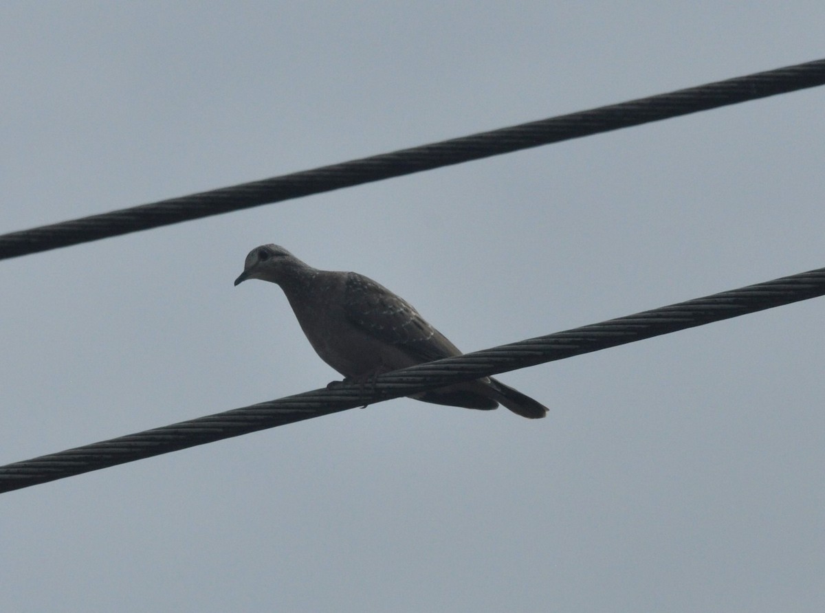 Eared Dove - ML427593351