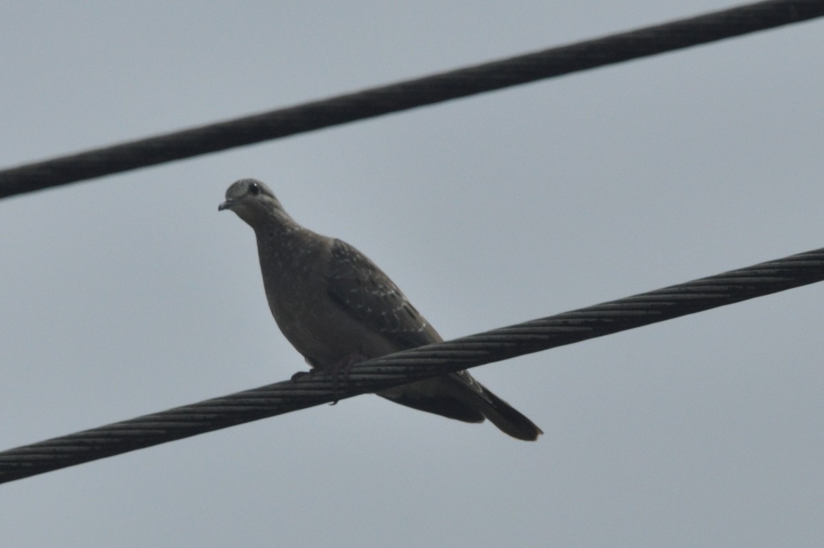 Eared Dove - ML427593361