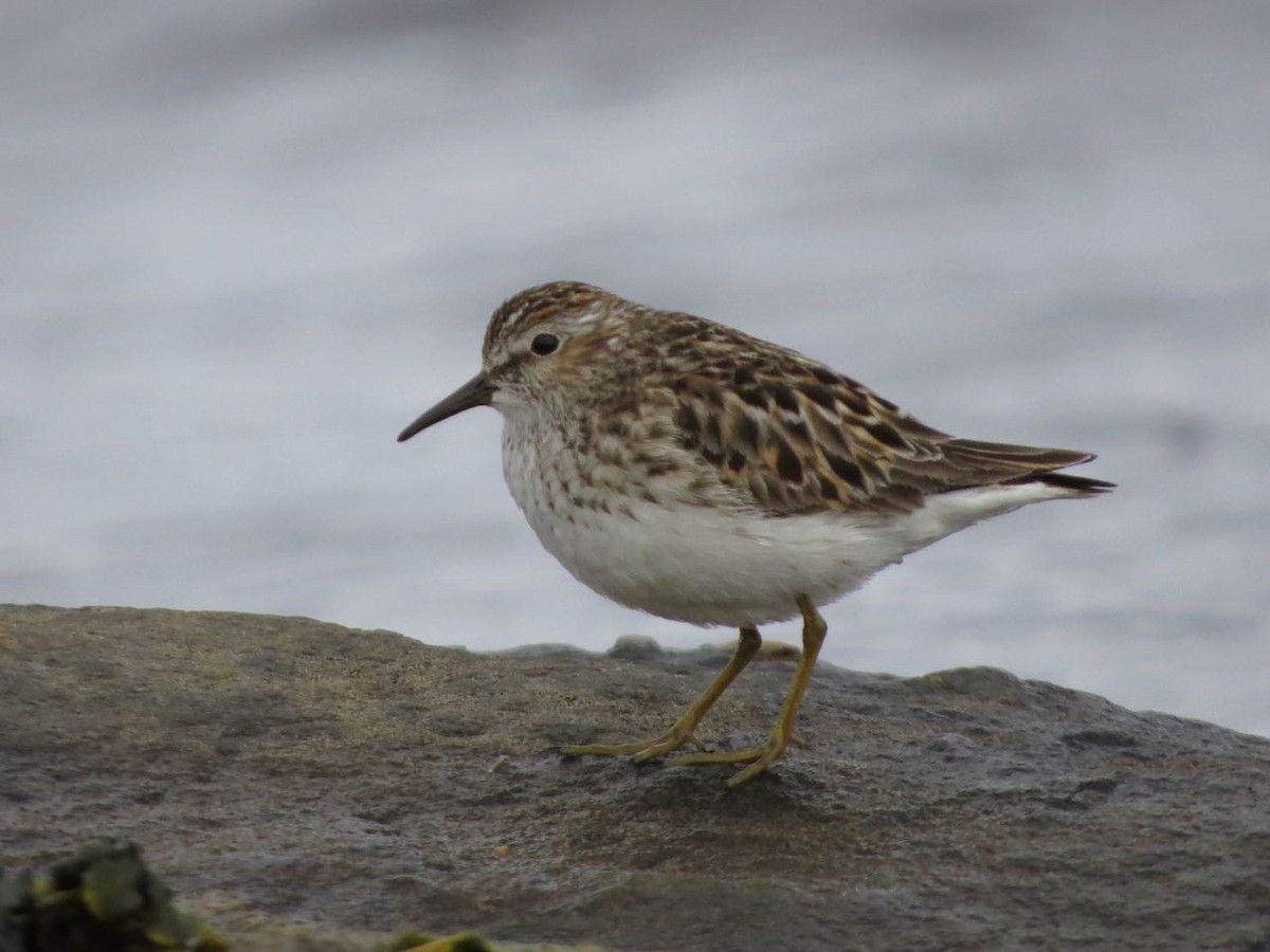 Least Sandpiper - ML42759381