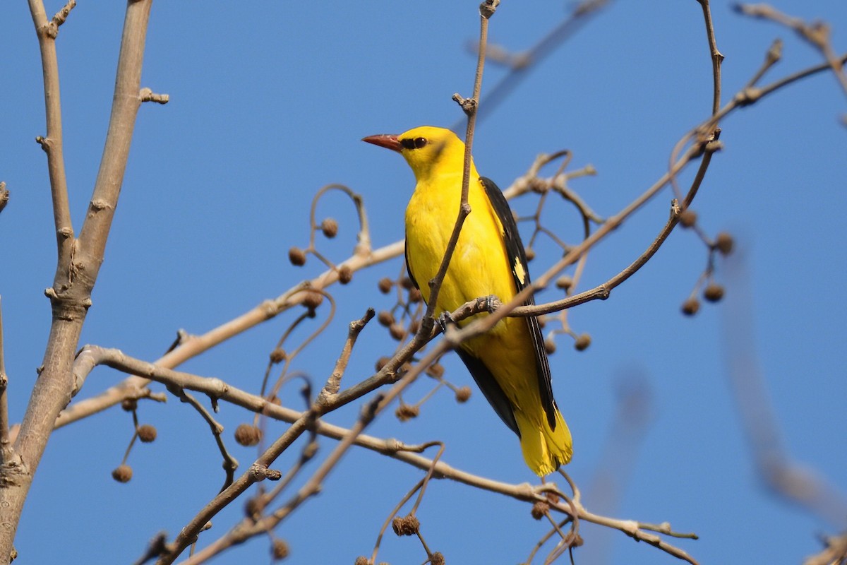 Eurasian Golden Oriole - Ergün Cengiz
