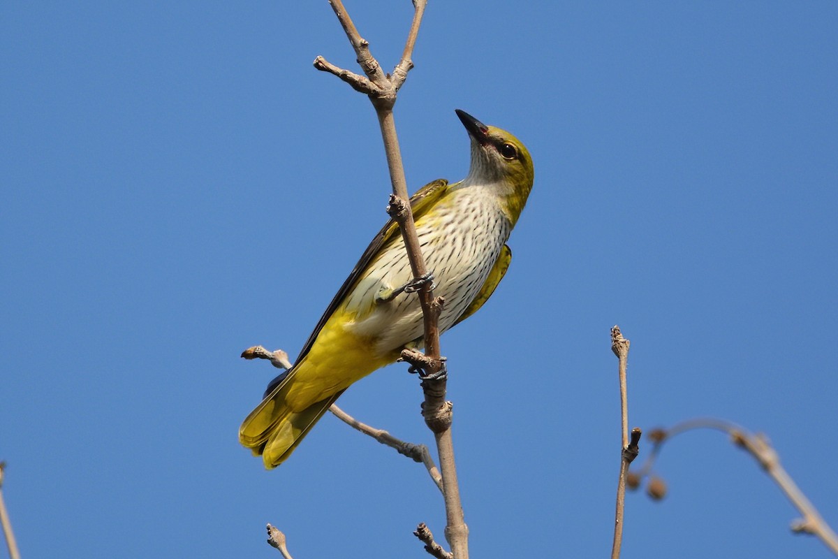 Eurasian Golden Oriole - ML427594121
