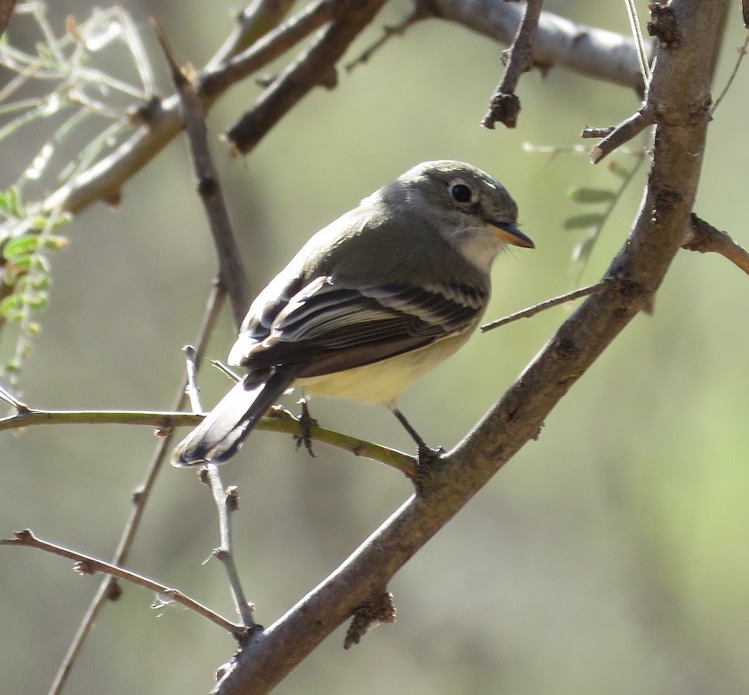 Gray Flycatcher - Anne (Webster) Leight