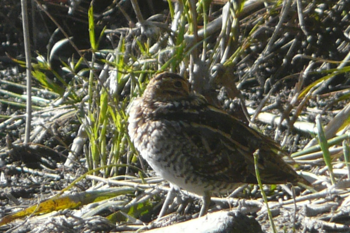 Wilson's Snipe - Daniel Scali