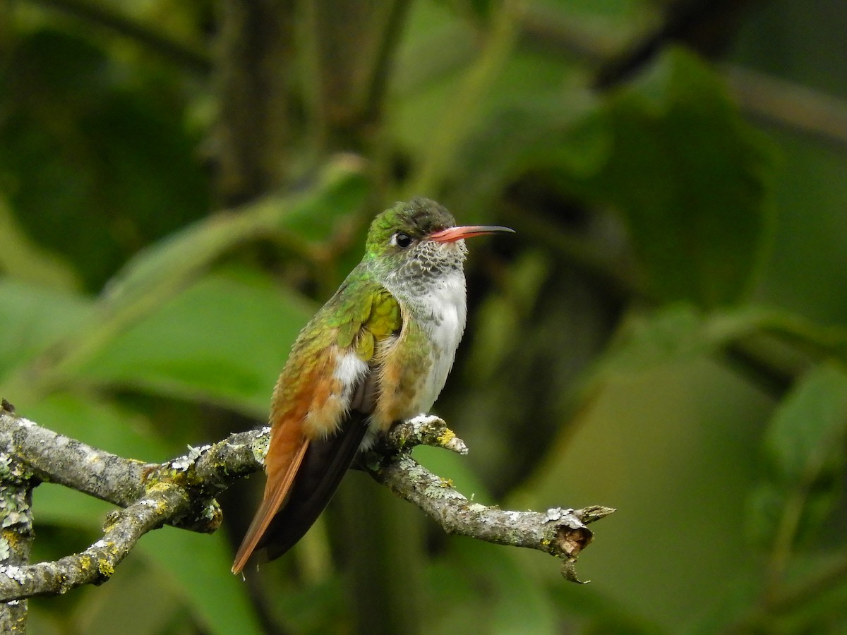 Amazilia Hummingbird - ML427595171