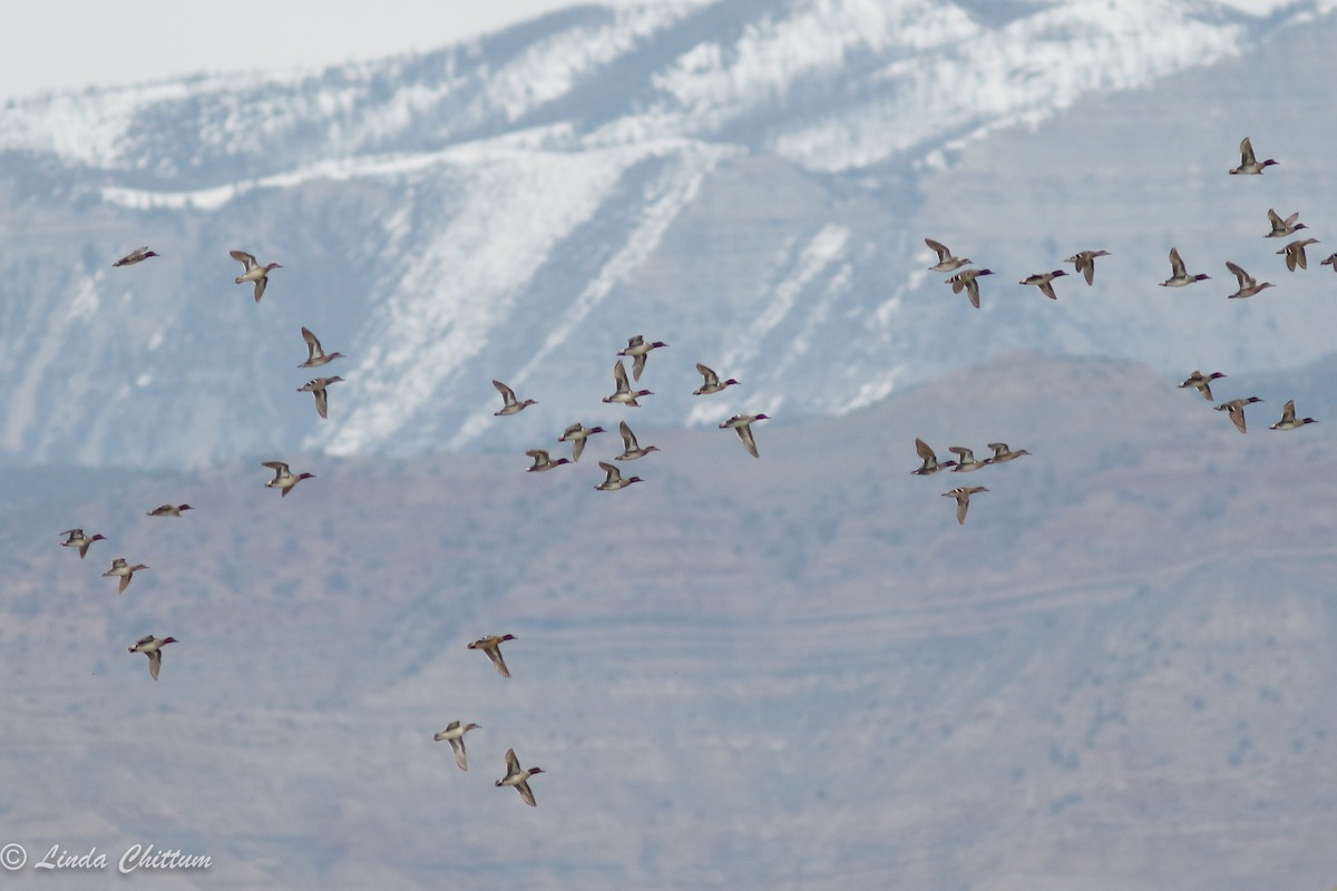 Green-winged Teal - ML427595351