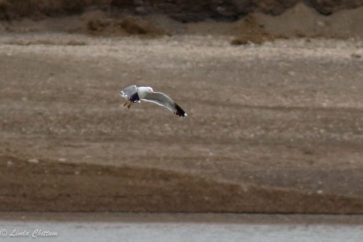 California Gull - Linda Chittum