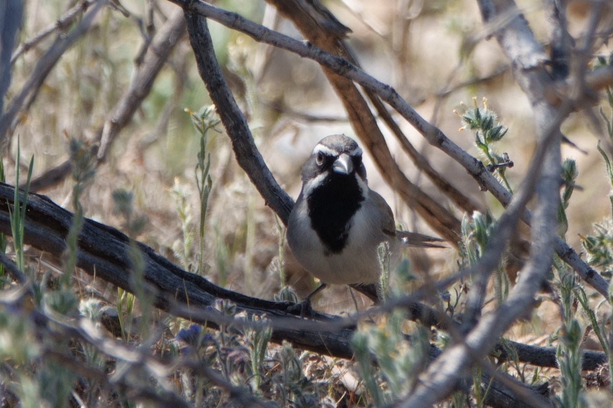 Black-throated Sparrow - Merle Nisly