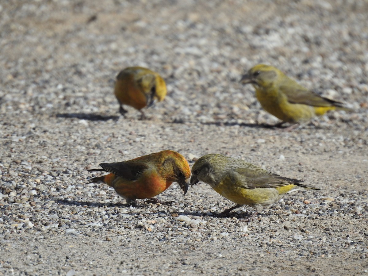 Cassia Crossbill - ML427599221