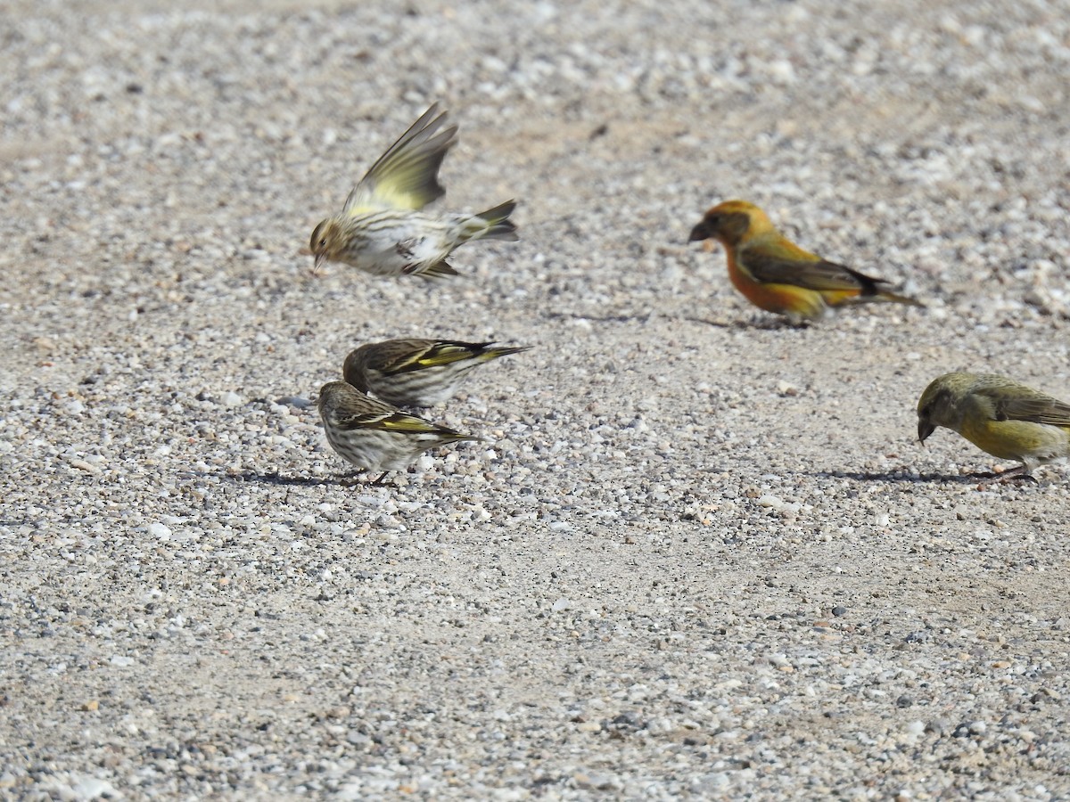 Pine Siskin - ML427599301