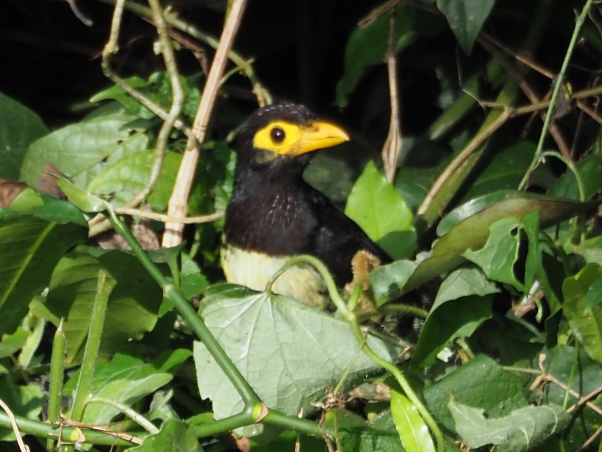 Yellow-billed Barbet - Kelly Siderio