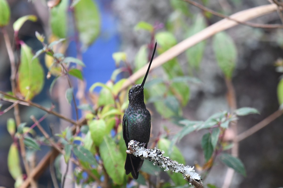 Sword-billed Hummingbird - ML427602271