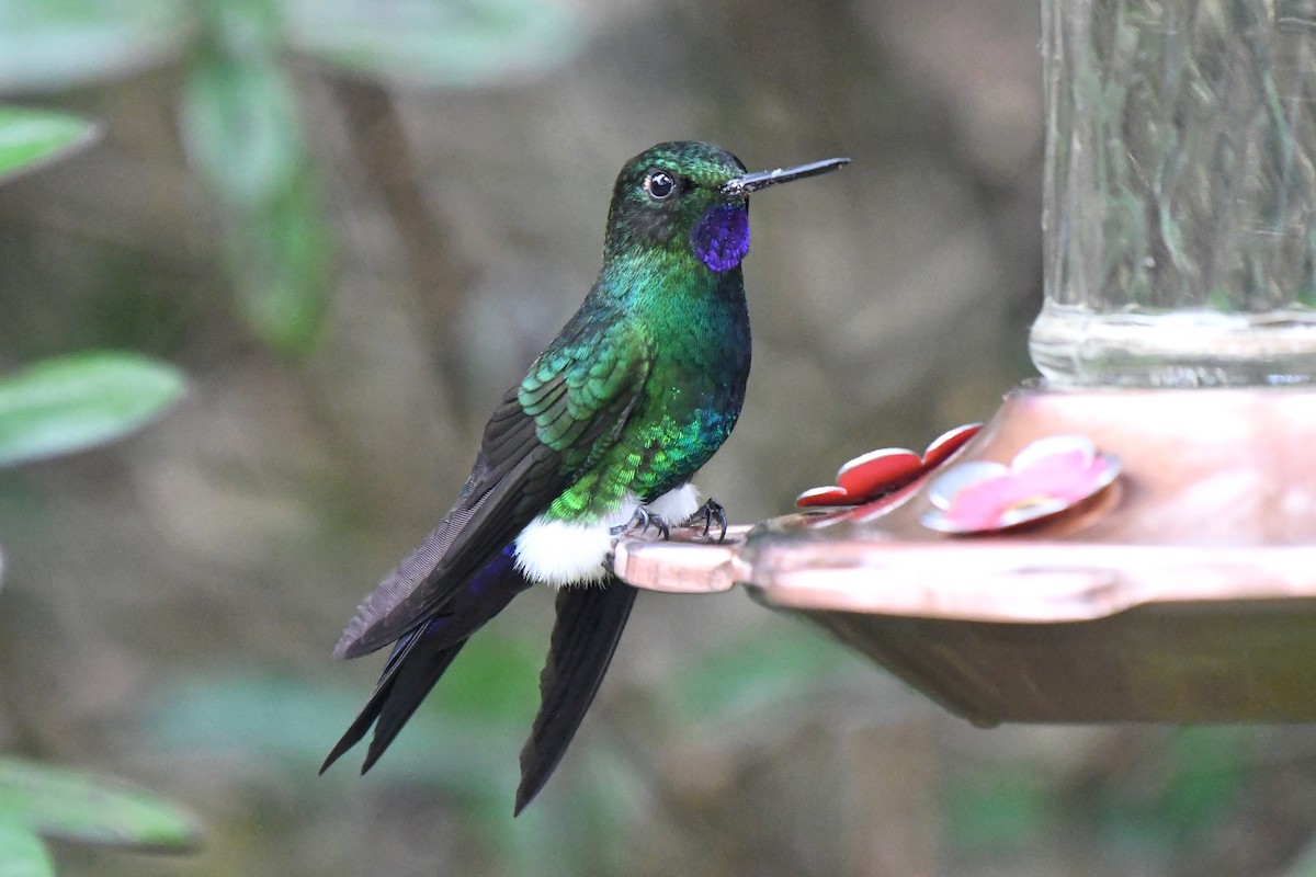 Glowing Puffleg - ML427603041