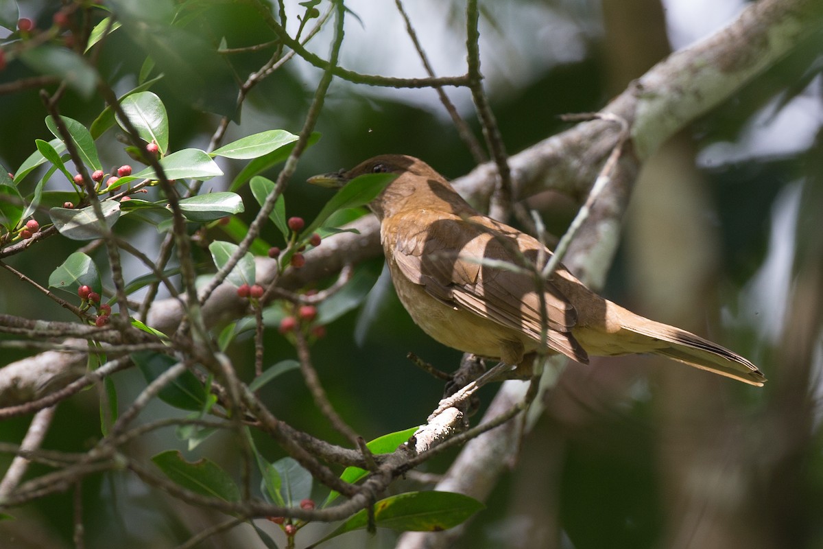 Clay-colored Thrush - ML42760331