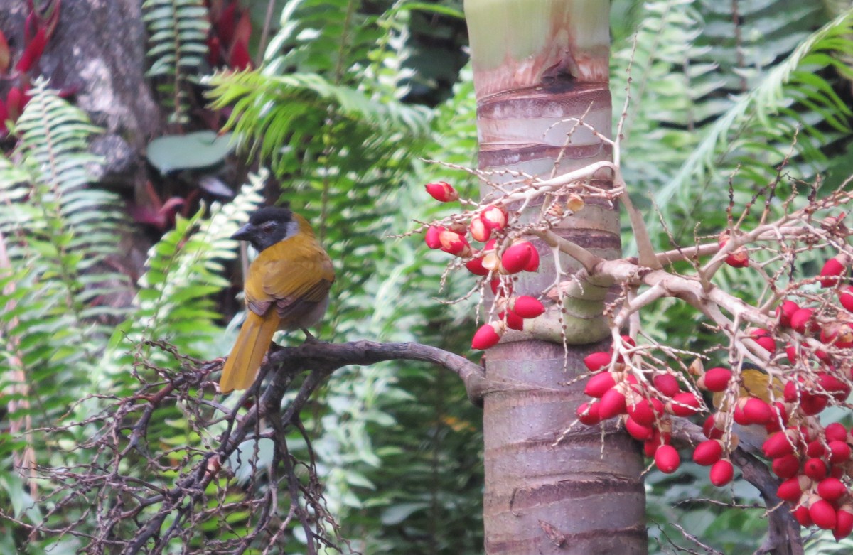 Black-headed Saltator - Steven Hopp