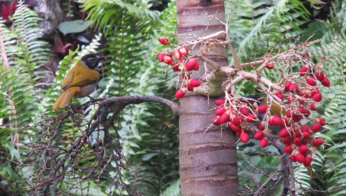 Black-headed Saltator - Steven Hopp