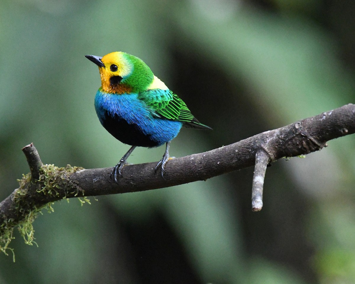 Multicolored Tanager - ML427603811