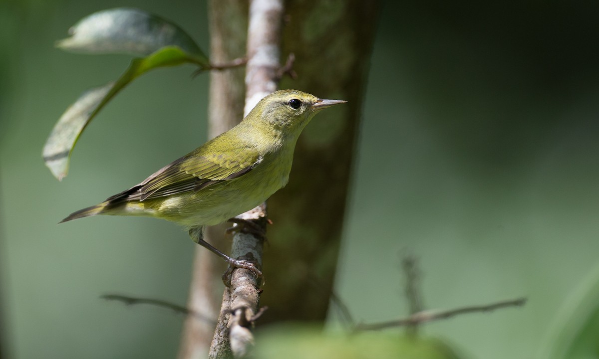 Tennessee Warbler - ML42760431