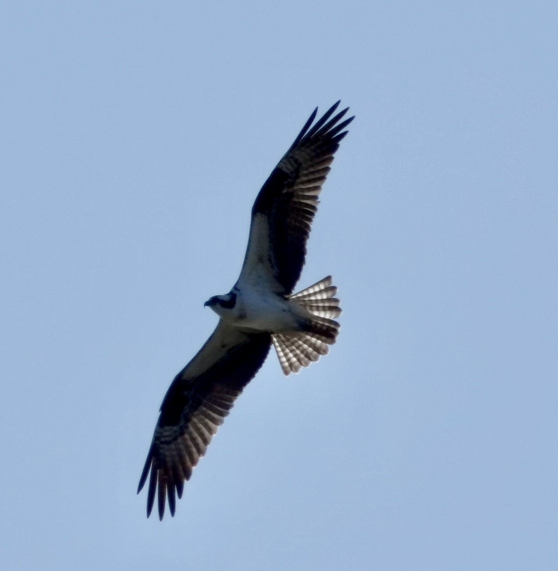 Águila Pescadora - ML427604701