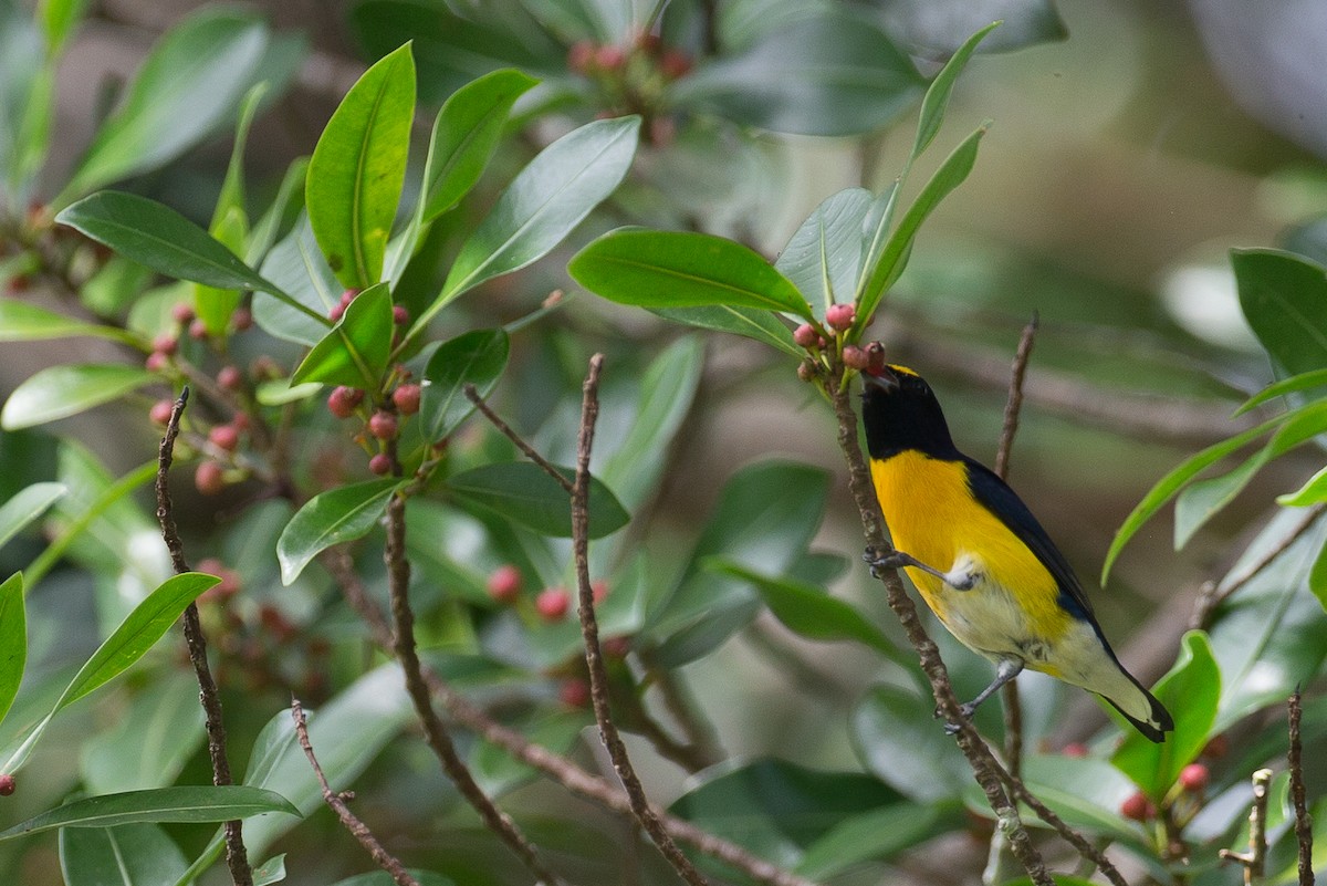 White-vented Euphonia - ML42760481