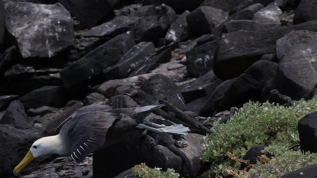 Waved Albatross - ML427606161