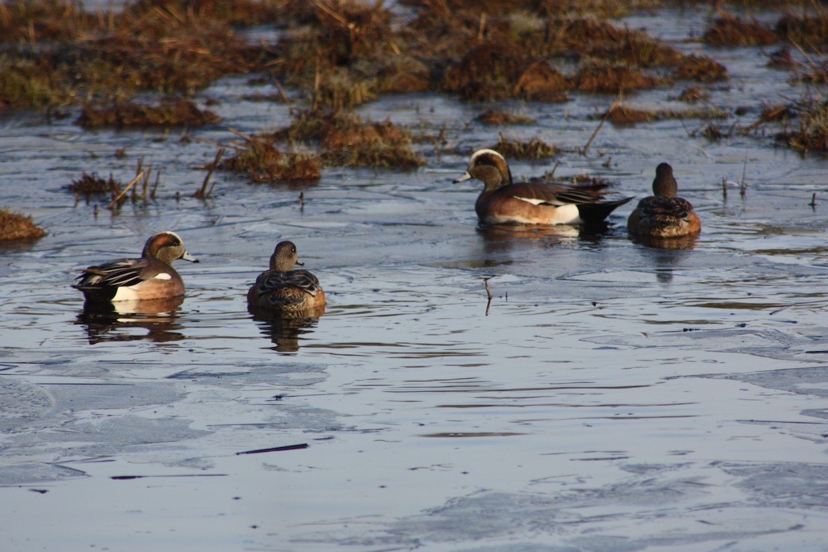 American Wigeon - ML427607151