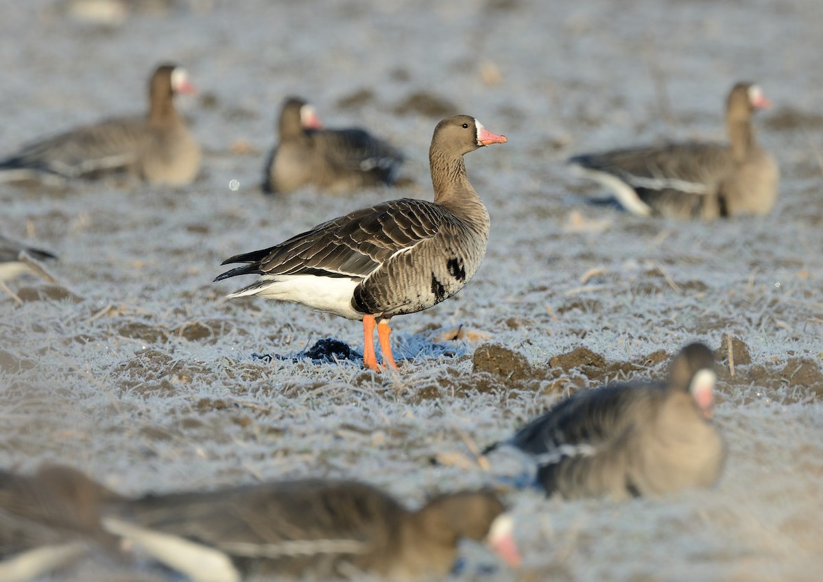Greater White-fronted Goose - ML427608371