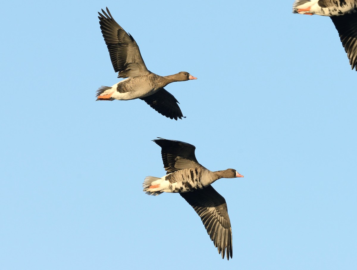 Greater White-fronted Goose - ML427608391
