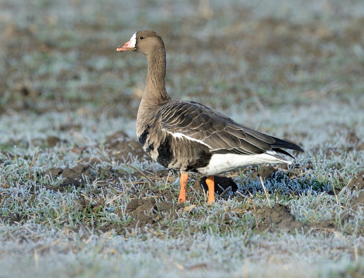 Greater White-fronted Goose - ML427608441