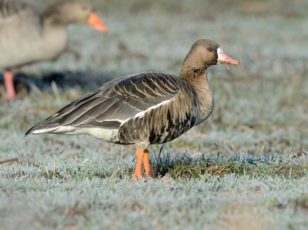 Greater White-fronted Goose - ML427608481