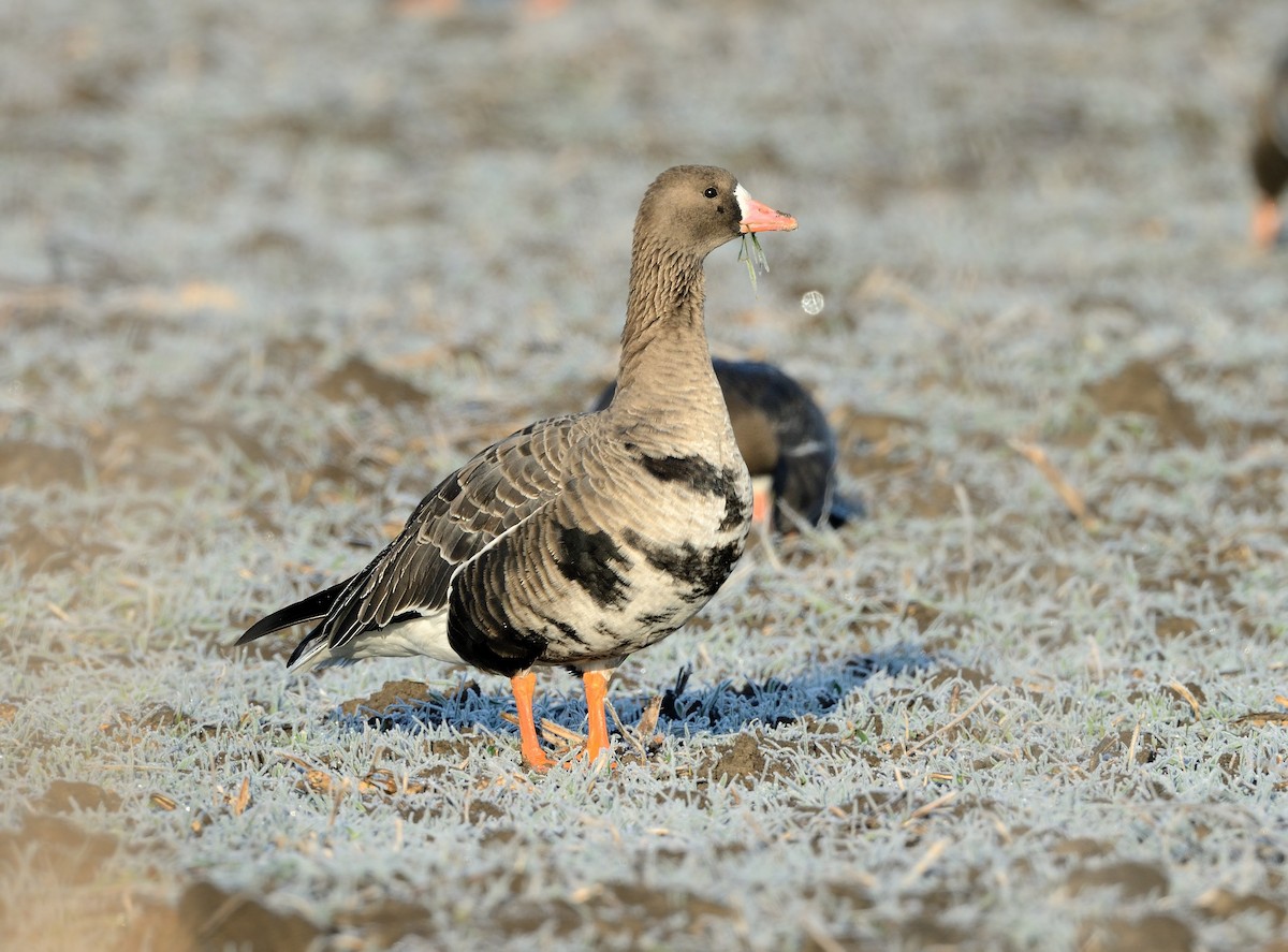 Greater White-fronted Goose - ML427608531